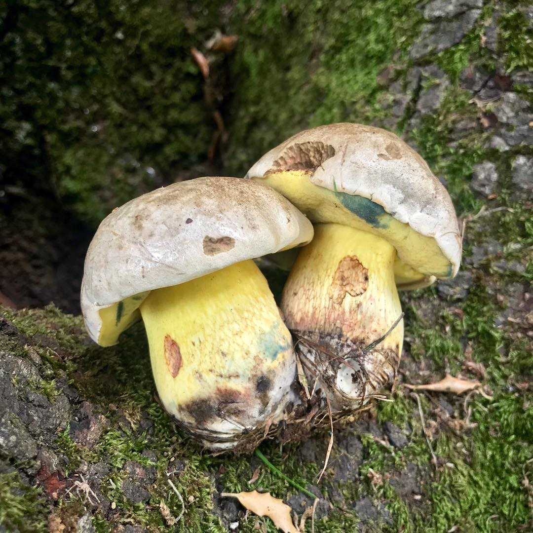 Полубелый гриб или желтый боровик: пахнет йодом или антесептиком