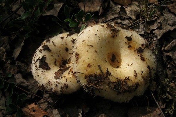 Грибы грузди: виды, польза и вред, фото. как отличить настоящий съедобный груздь от ложного, ядовитого? в каком лесу растут съедобные и ложные грузди, как они выглядят: фотографии, описание. когда собирают съедобные грибы грузди?