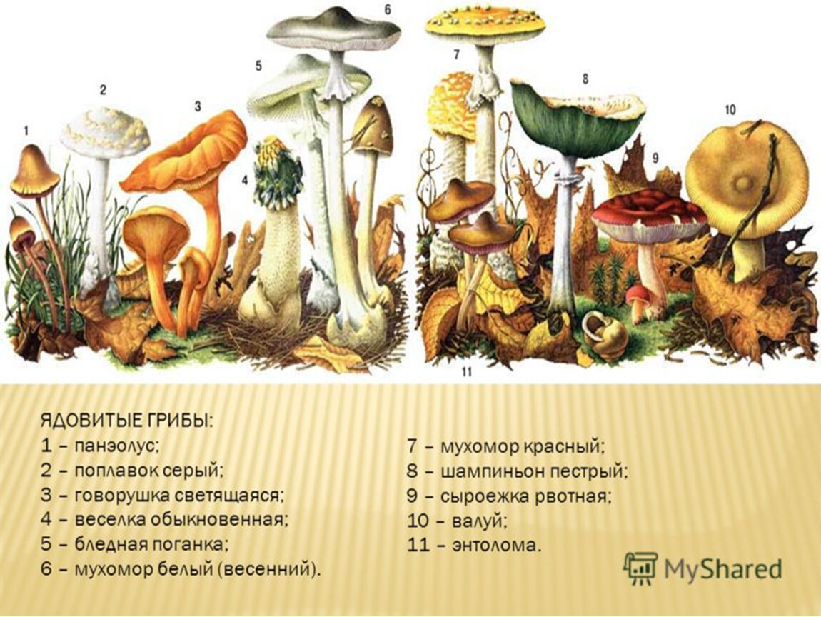 Какое название позволило разделить грибы. Грибы ядовитые несъедобные условно съедобные. Съедобные грибы и несъедобные грибы и условно съедобные. Грибы . Съедобные грибы, условно съедобные ,ядовитые. Несъедобные ГРИБЫУСЛОВНО съдобные грибы.