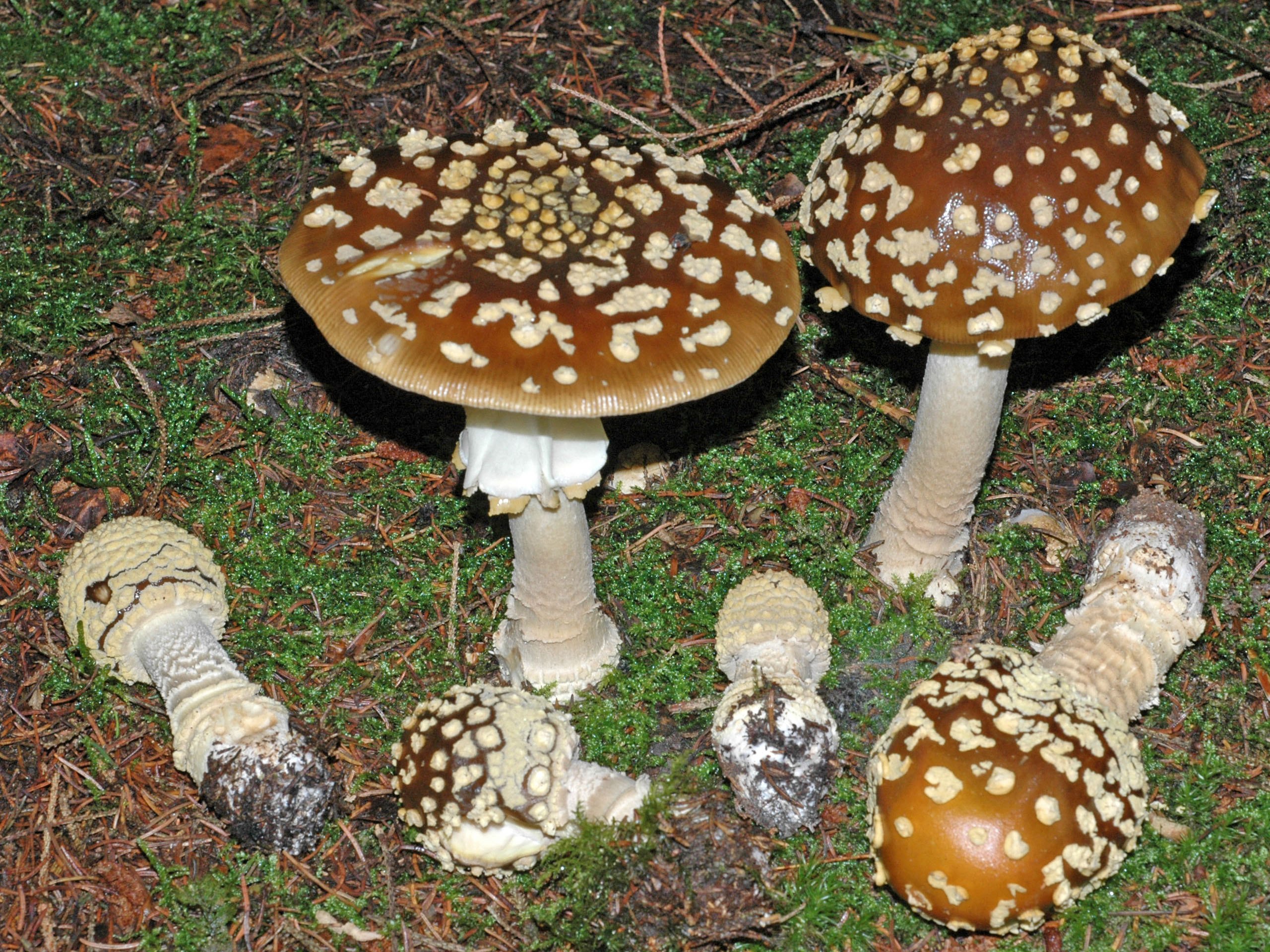 Лечебные свойства гриба мухомор и его описание (+21 фото)