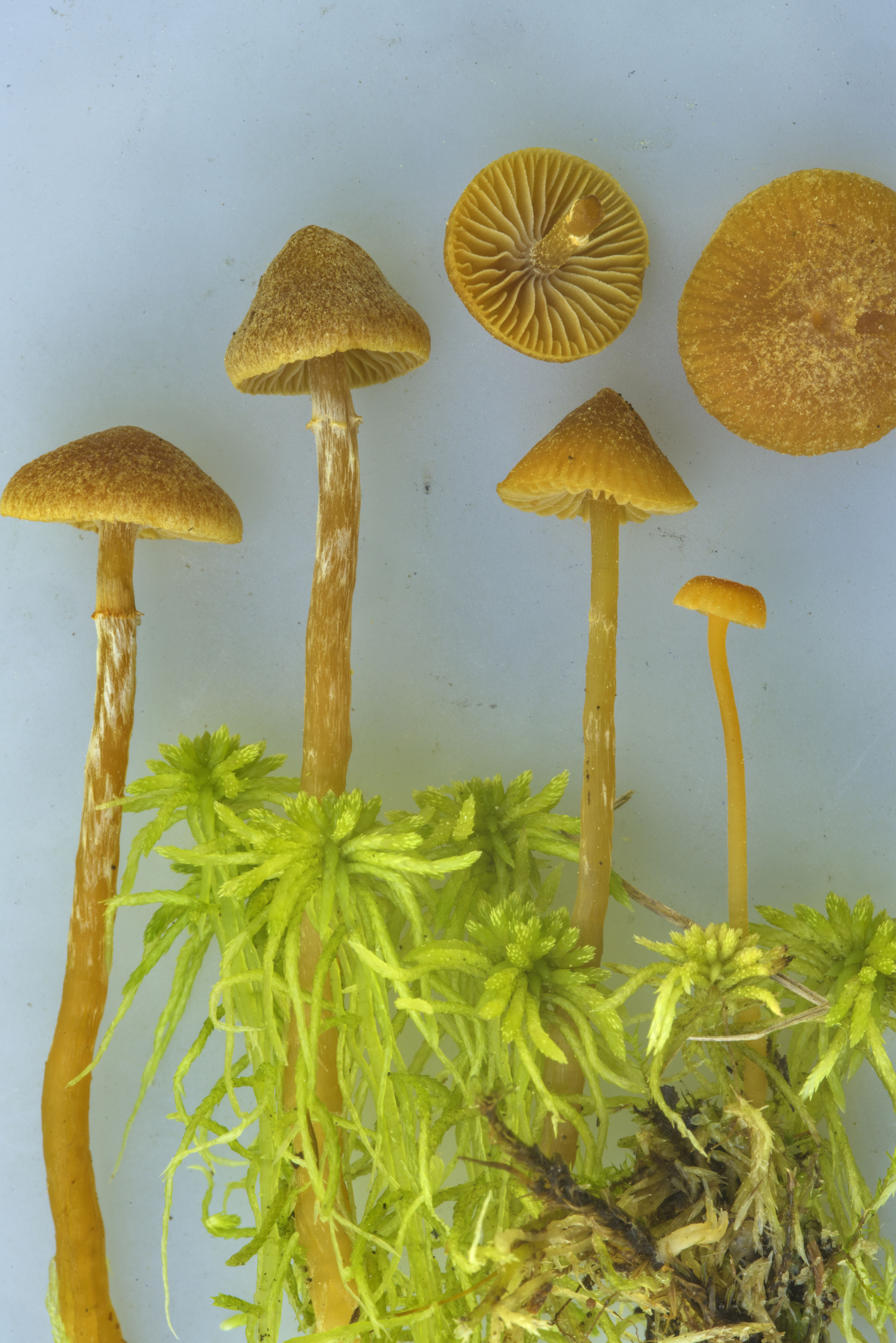 Ядовитые грибы приморского края фото и описание