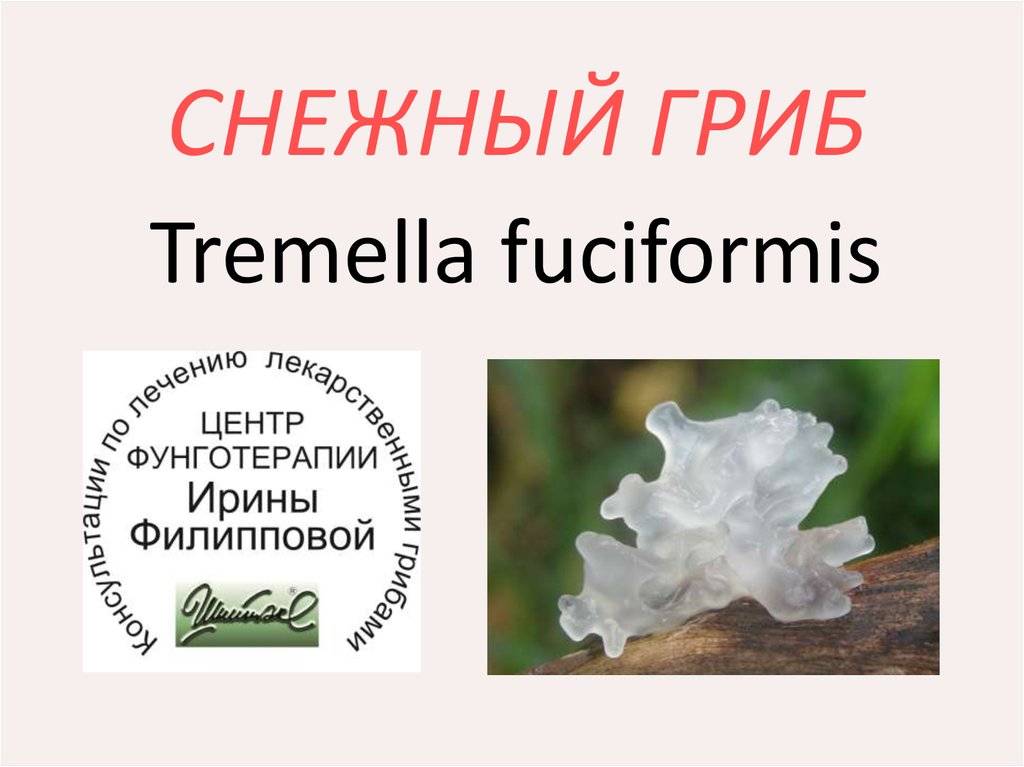 Ледяной гриб: описание с фото, польза и вред тремеллы