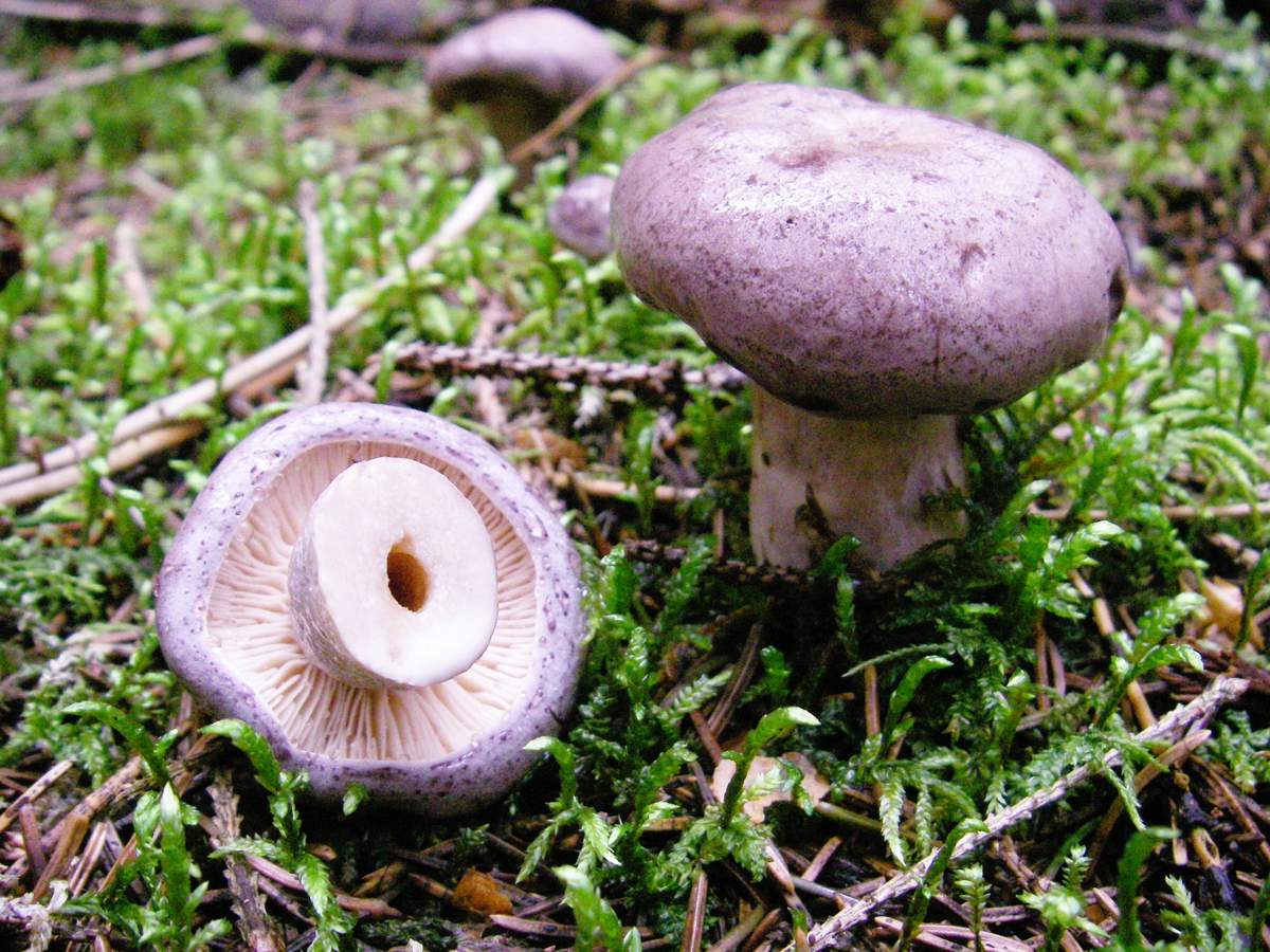 Млечник (род грибов) – описание, виды, фото, где растут, польза