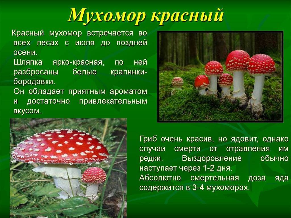 Мухомор серый или порфировый (amanita porphyria): фото и описание ядовитого гриба