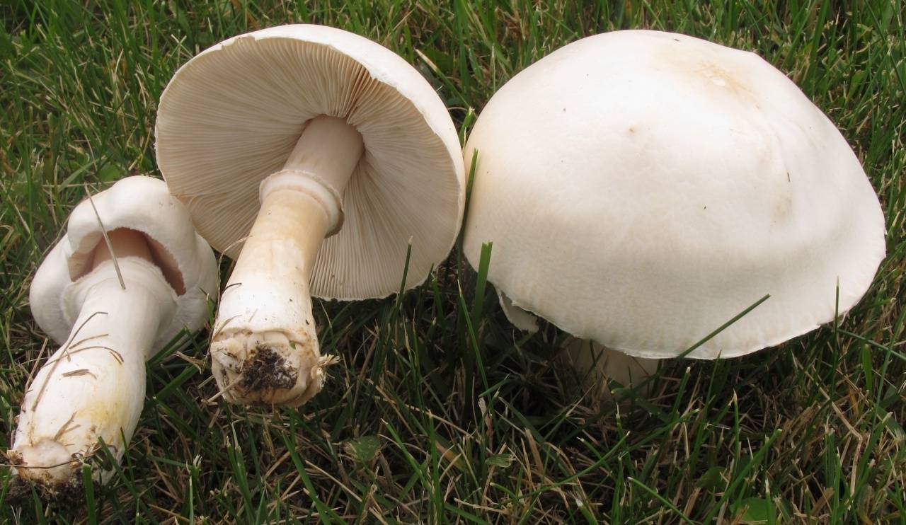 Шампиньоны | грибы крыма - каталог