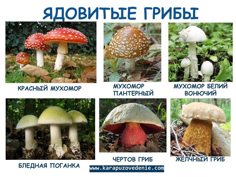 Как распознать съедобные грибы (с иллюстрациями)
