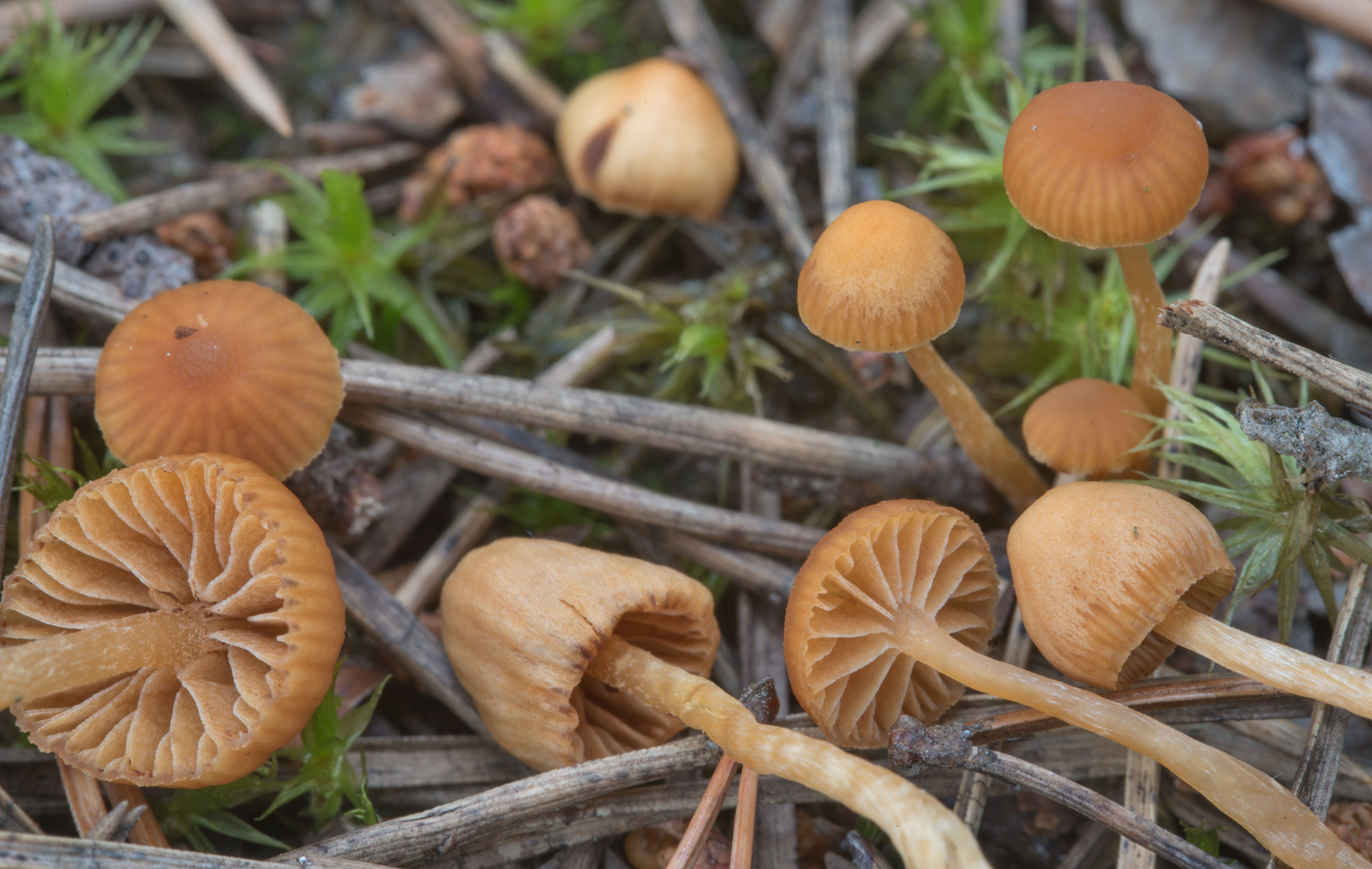 Псилоцибе монтана - описание, где растет, ядовитость гриба