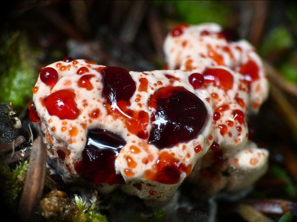 13 самых странных грибов в мире