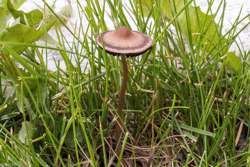 Псилоцибиновые грибы – какую опасность таит в себе природный наркотик?