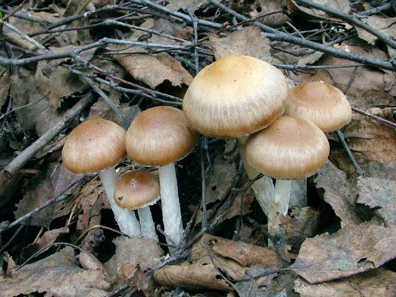 Псатирелла водолюбивая - гриб. описание, где растет. применение.