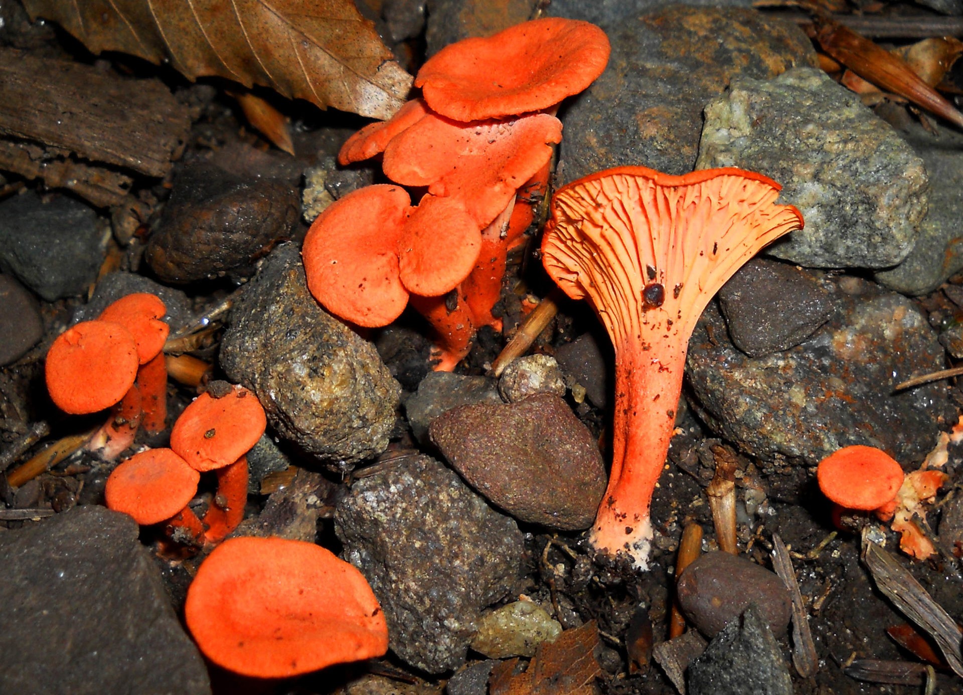 Грибы лисички: фото, описание и применение лисичек, как отличить ложные грибы от обыкновенных