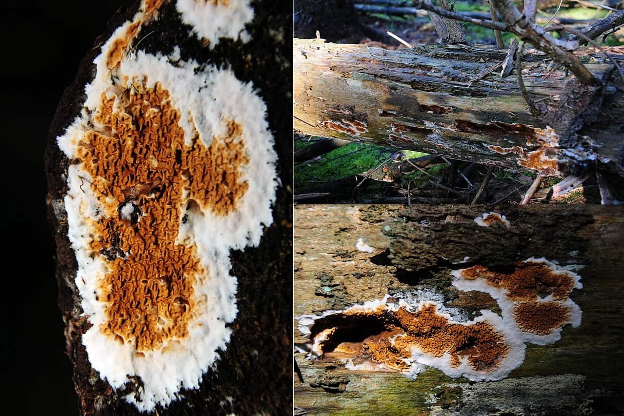 Домовый гриб что это такое, борьба с домовыми грибами