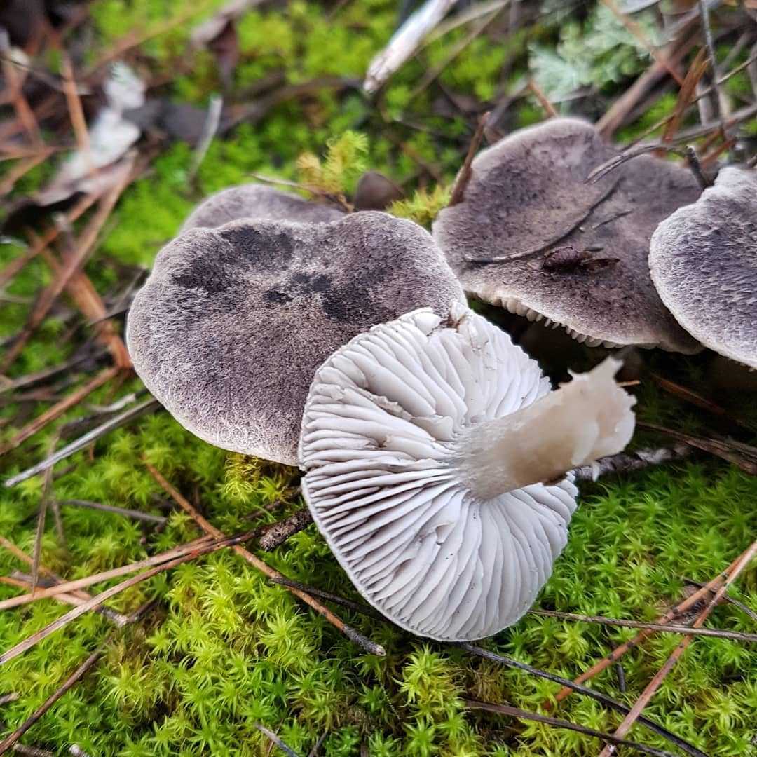 Ядовитая заостренная или полосатая (тricholoma virgatum): фото и как отличить от съедобных грибов