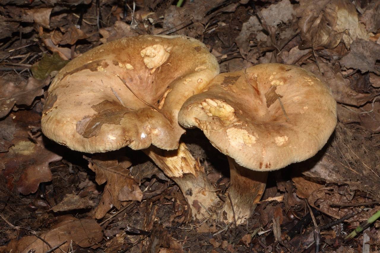✅ гриб коровник съедобный или нет. как выглядят грибы коровники и их описание (+18 фото) - живой-сад.рф