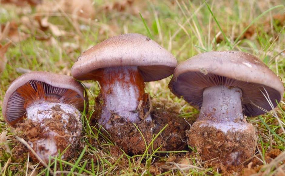 Паутинник кровяно-красноватый (cortinarius semisanguineus) – грибы сибири