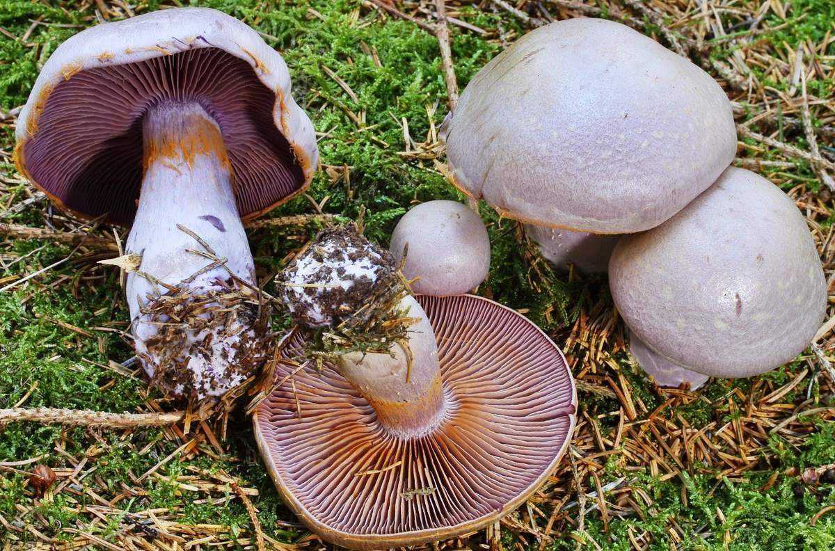 Паутинник желтый (cortinarius triumphans) или паутинник триумфальный: фото, описание и рецепты приготовления гриба