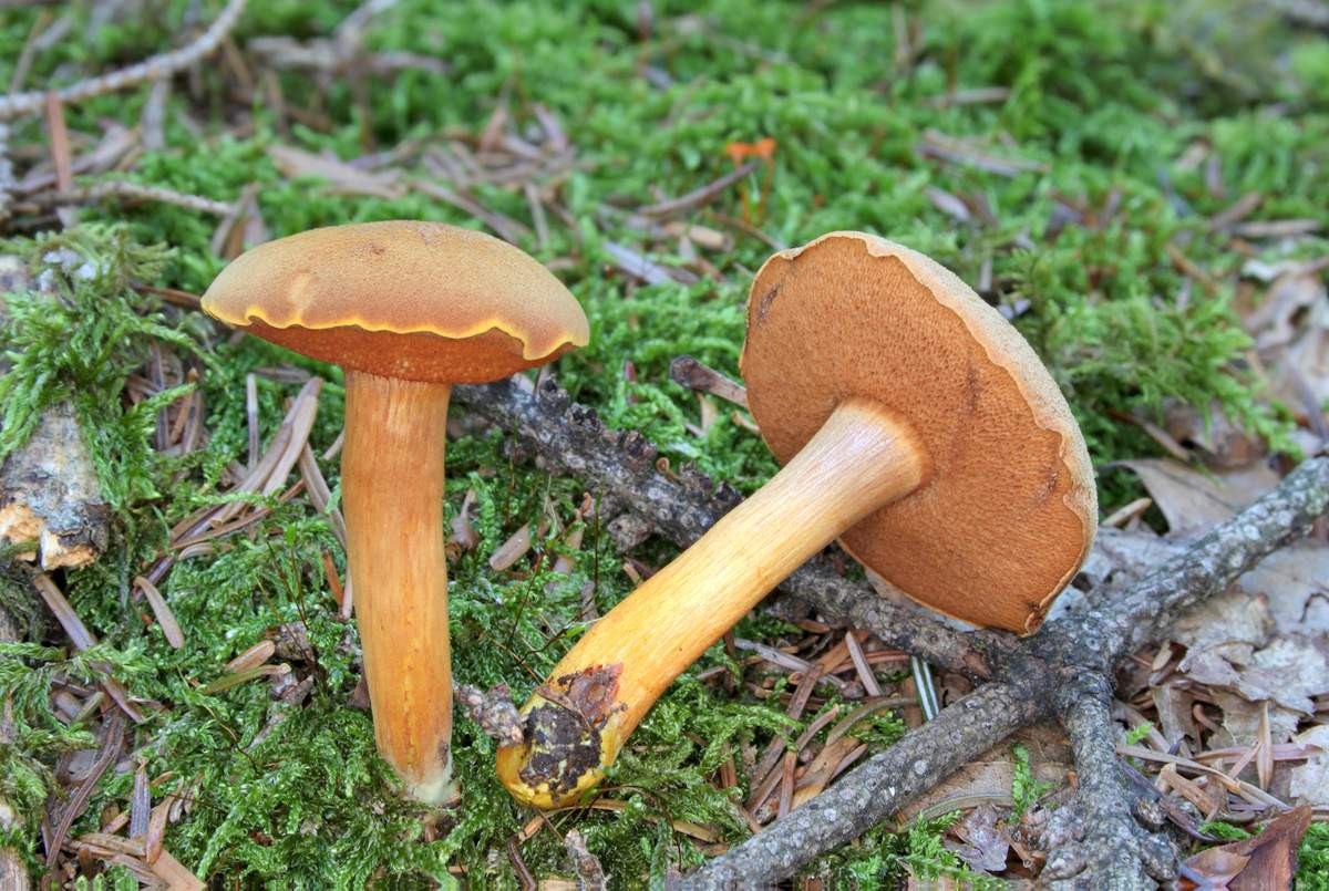 Перечный гриб (chalciporus piperatus): описание, где растет, как отличить, фото и сходные виды