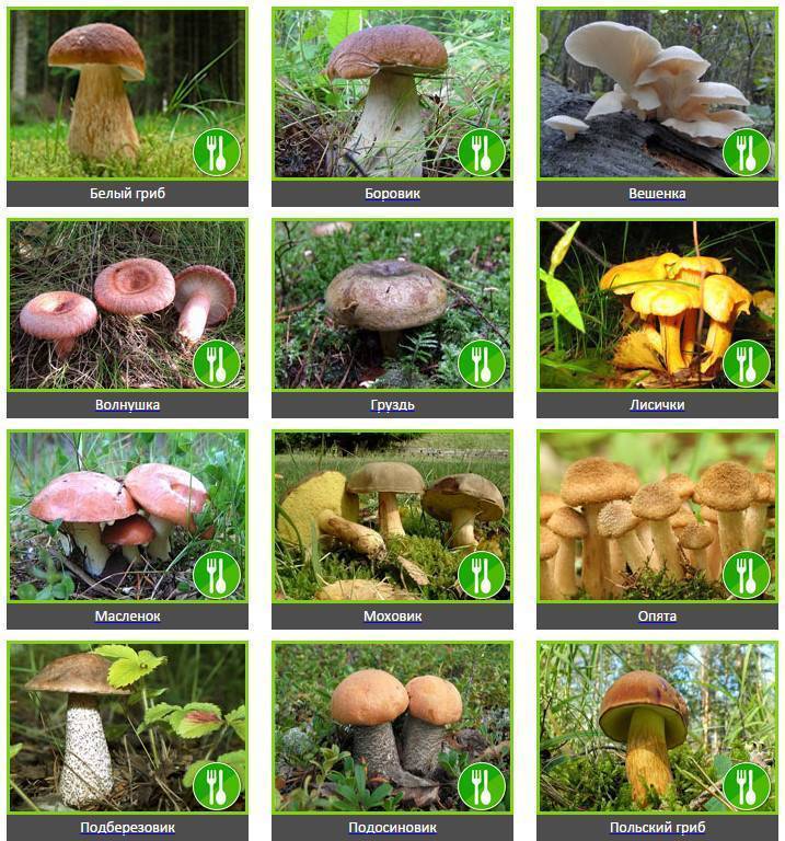 Разновидности грибов с фото и названиями