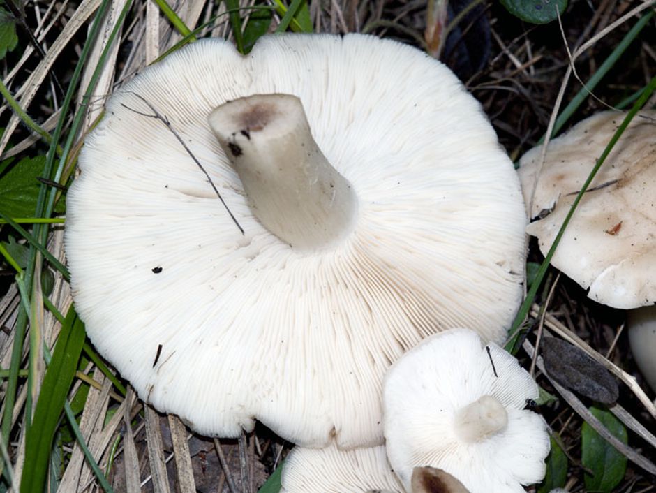 Рядовка майская – гриб с лечебными свойствами — викигриб