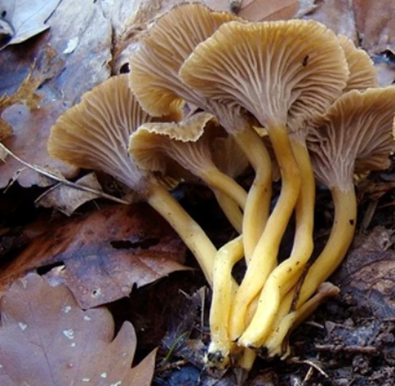 Белые лисички (бледные): вкусный и редкий гриб, фото