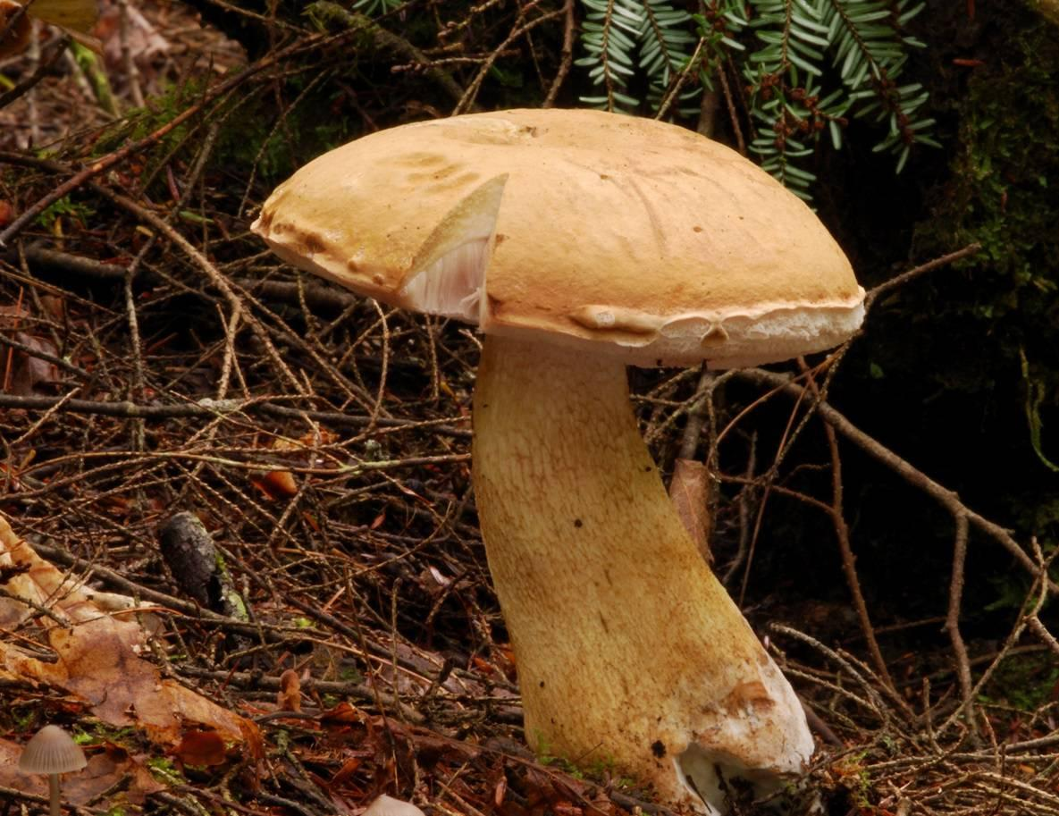 Вёшенка осенняя (panellus serotinus) или вешенка поздняя: фото, описание, сбор в лесу и как готовить этот гриб