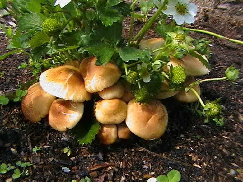 Способы для новичков: как вырастить грибы на даче