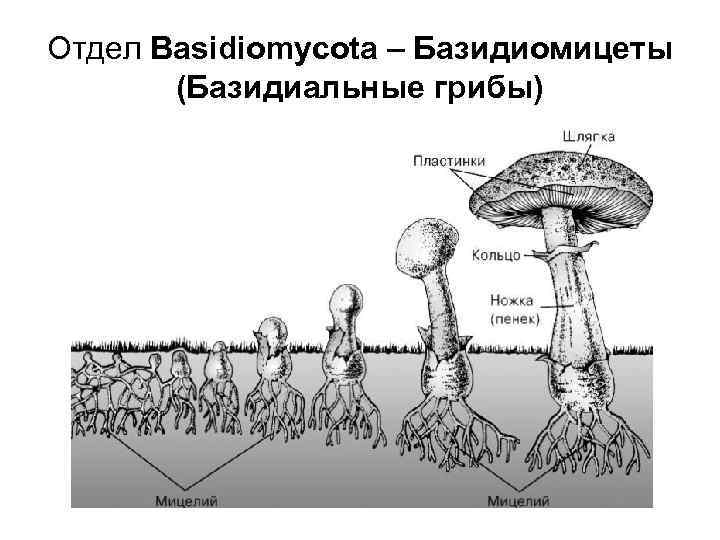 Базидиальные грибы: виды, классификация, строение