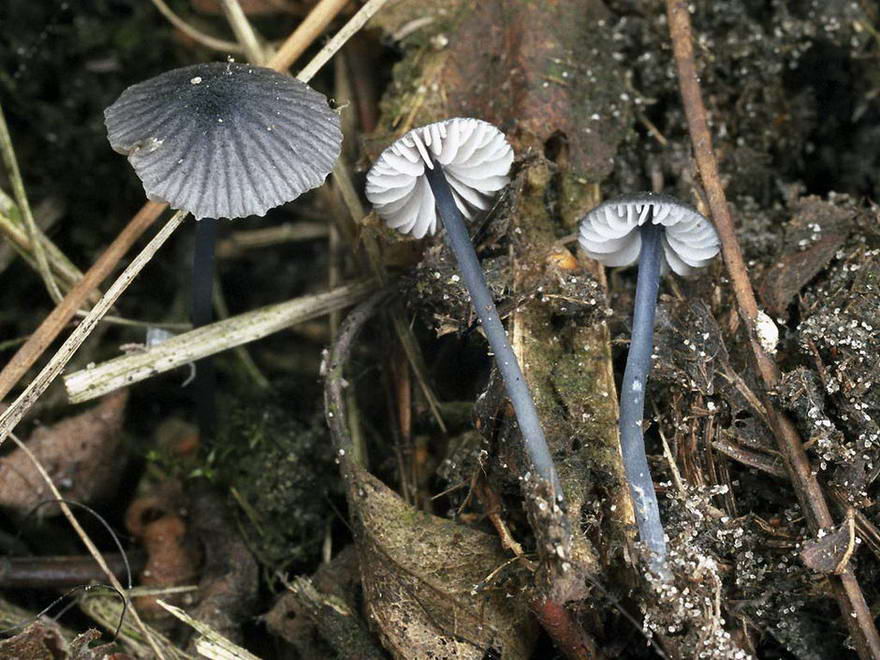 Где растет и когда собирать гриб синеножку