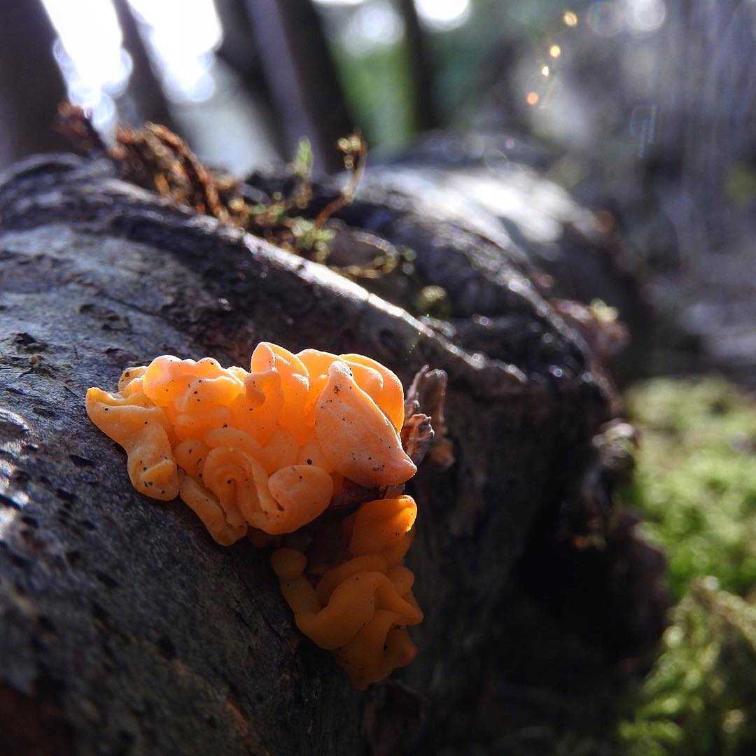 Дрожалка листоватая - описание, где растет, ядовитость гриба