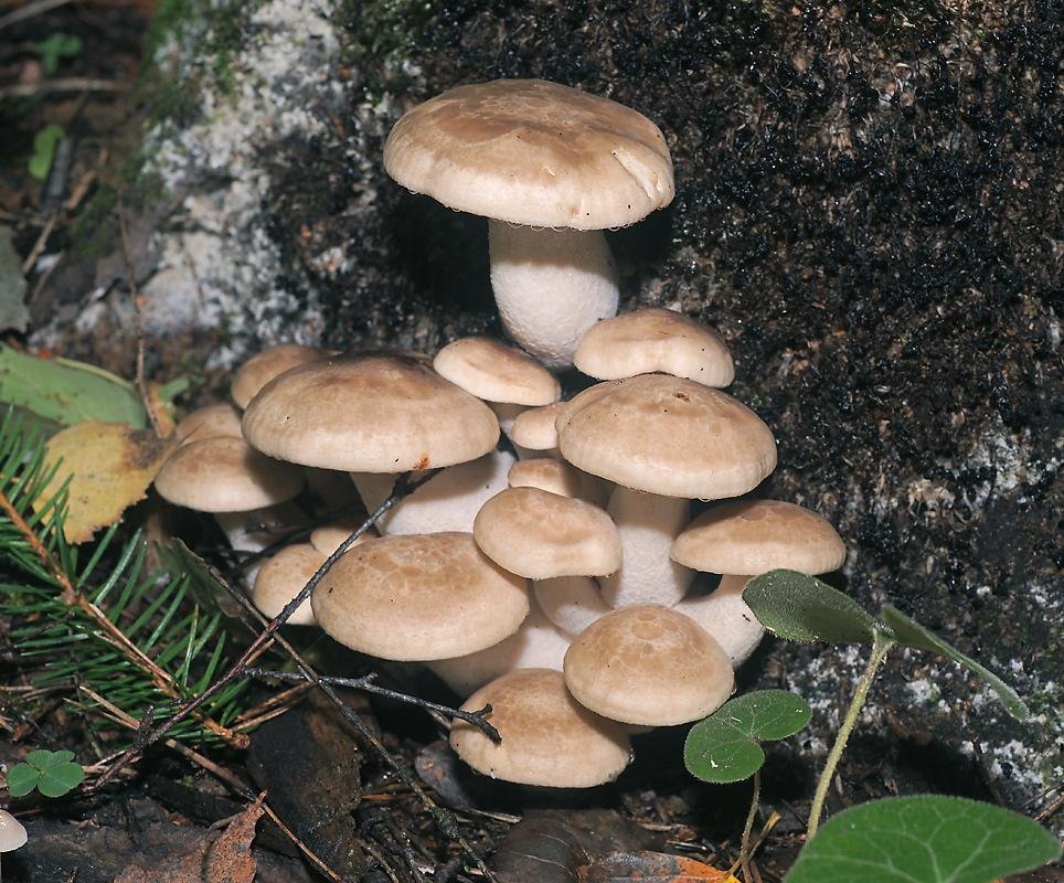 Где собирать грибы вешенки и как вырастить их дома