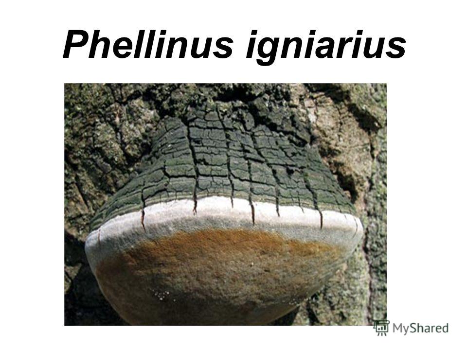 Трутовик ложный обожженный (феллинус обожжённый, phellinus igniarius): как выглядит, где и как растет, съедобный или нет