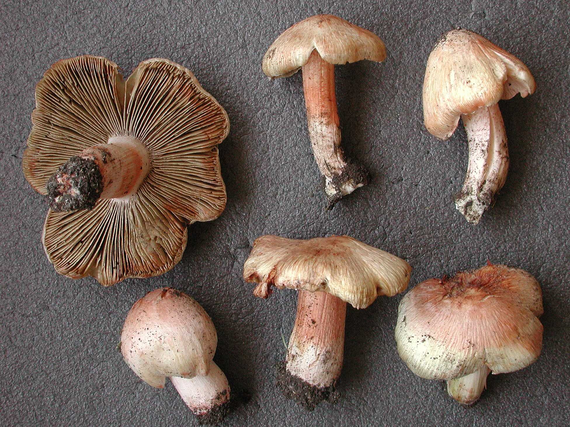 Волоконница волокнистая (трещиноватая) (inocybe rimosa) – описание, где растет, фото гриба