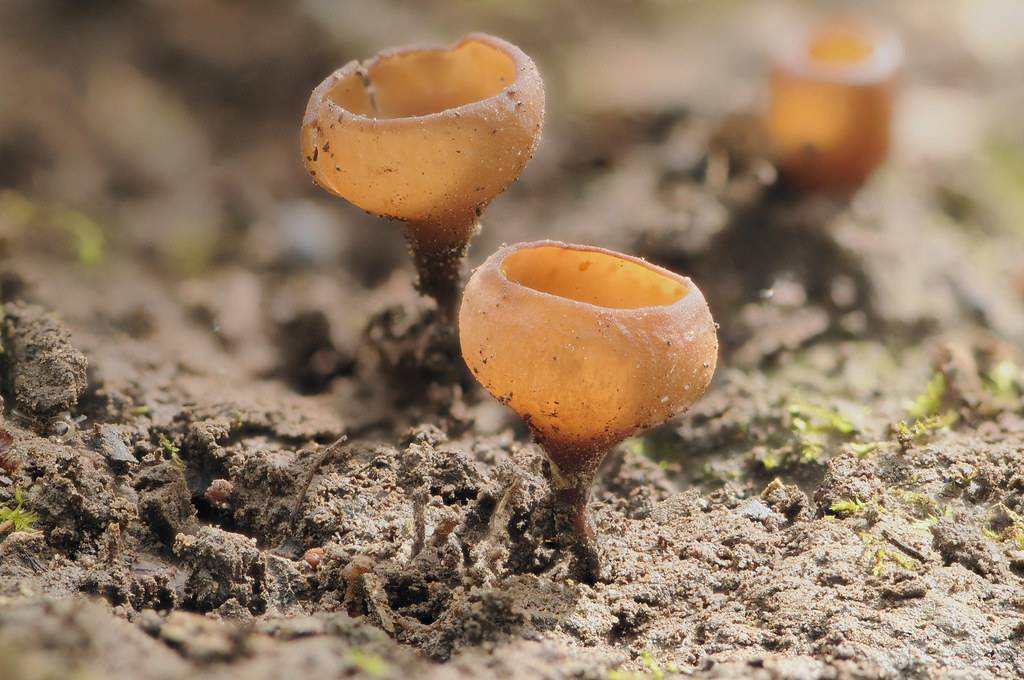 Думонтиния клубневая (dumontinia tuberosa) – грибы сибири