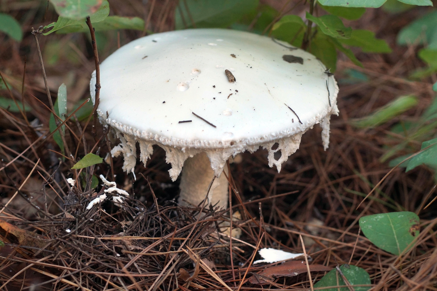 Малоизвестные, но не менее важные мухоморы - грибы собираем
