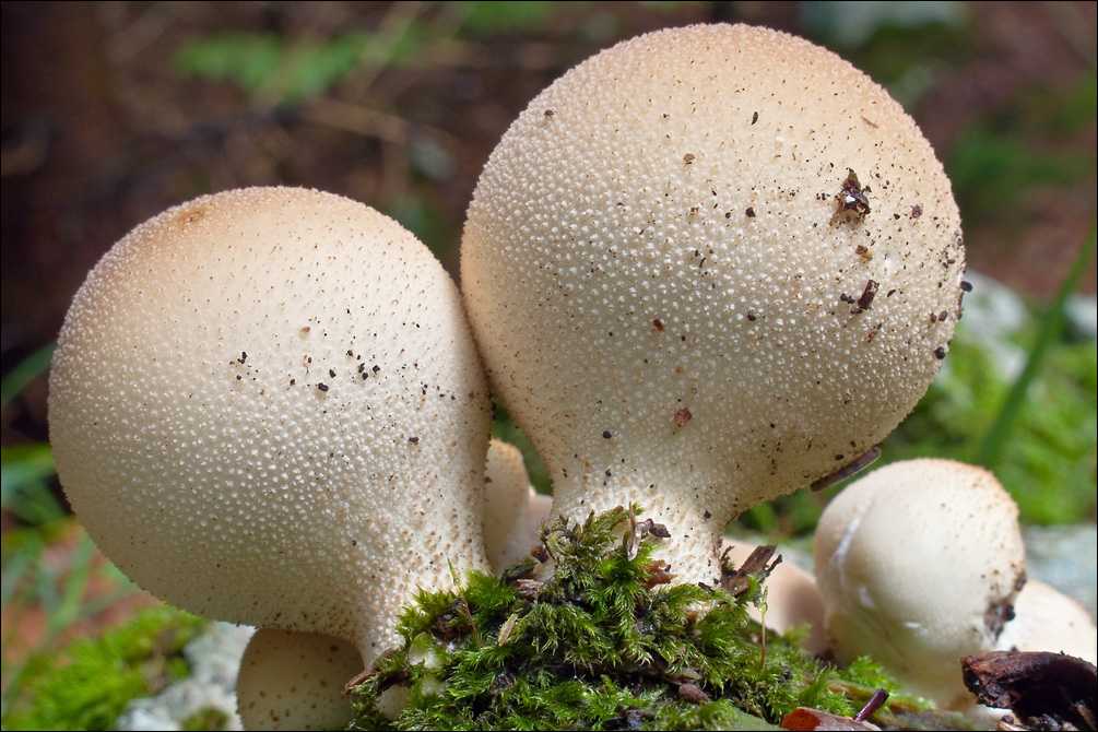 Особенности гриба дождевик грушевидный