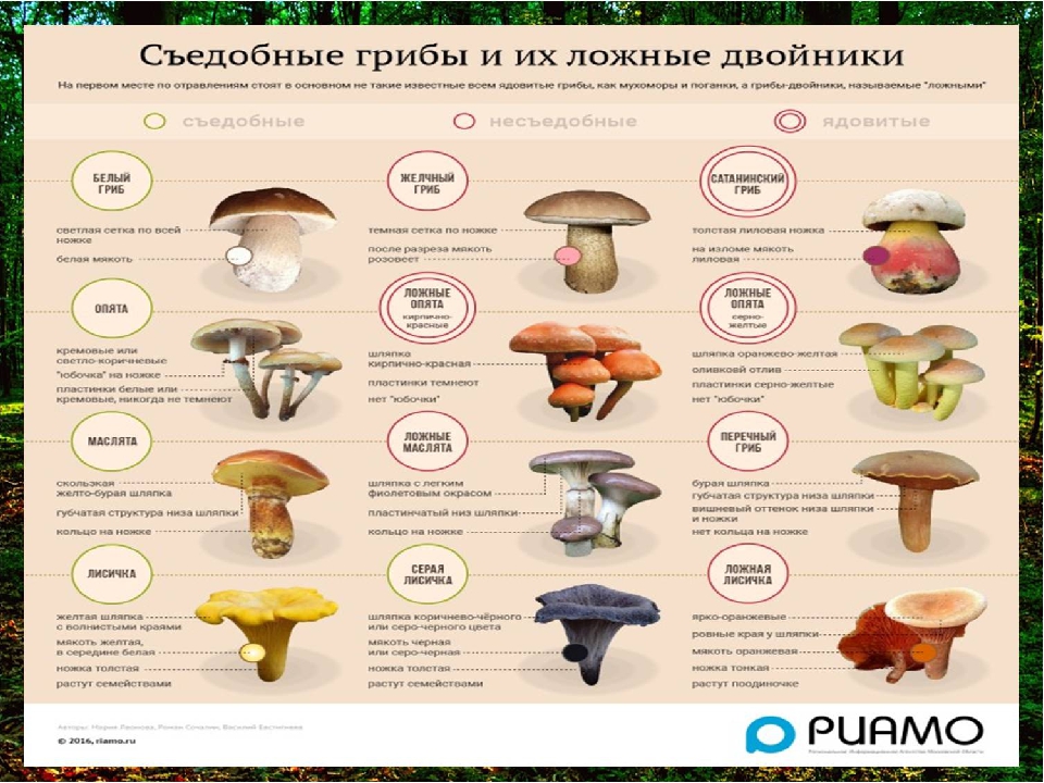 Белый гриб. описание, фото и виды