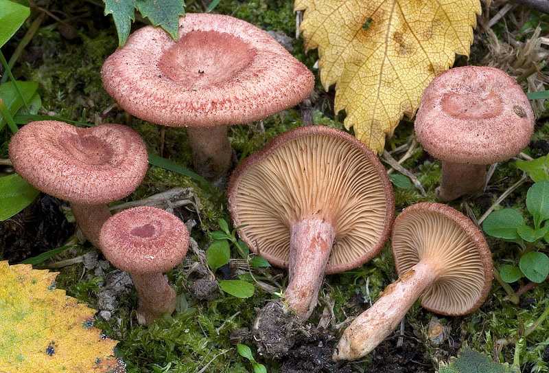 Розовый гриб – что это за гриб похожий на груздь? название и его описание и свойства +фото и видео