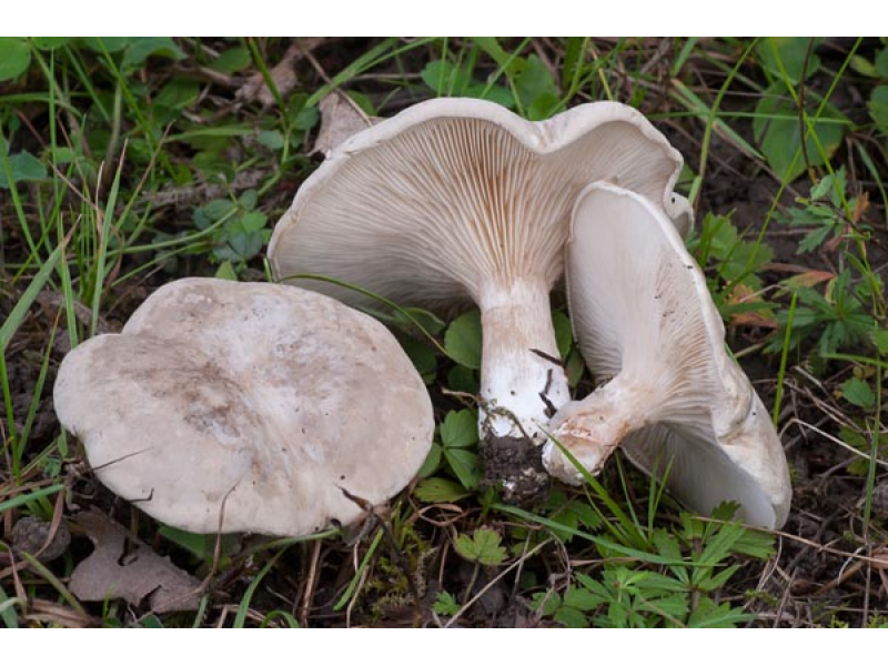 Гриб подвишенник (подвишень, ивишень): фото и описание гриба, двойники подвишенника