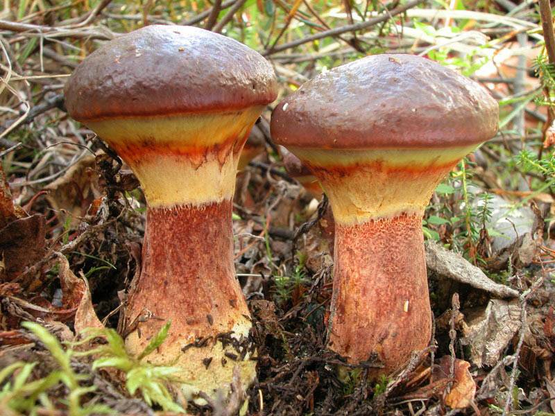 Маслёнок лиственничный (suillus grevillei) – грибы сибири