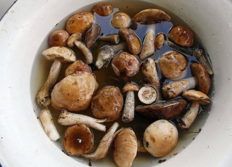 Как чистить грибы зеленушки и рыжики, как обработать после сбора от песка, как чистить белые грибы