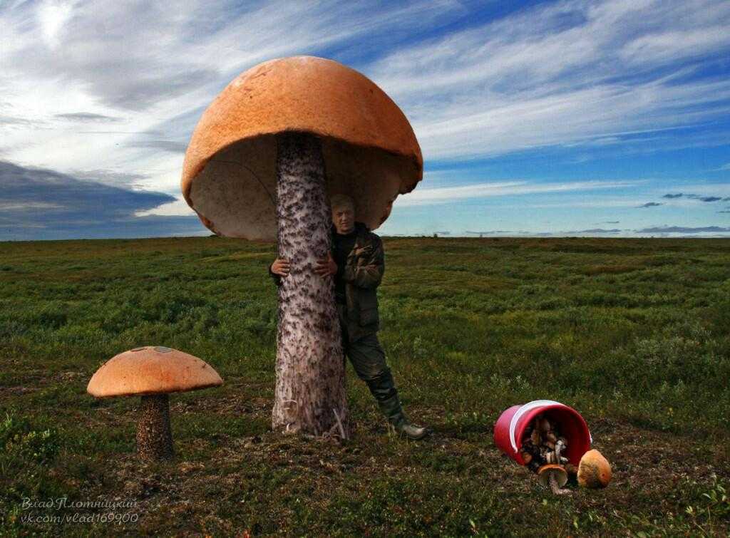 Топ 10: грибы-гиганты. фото. видео
