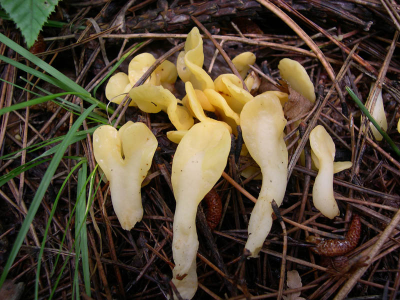 Паутинник желтый: гриб с ярко выраженным вкусом и ароматом
