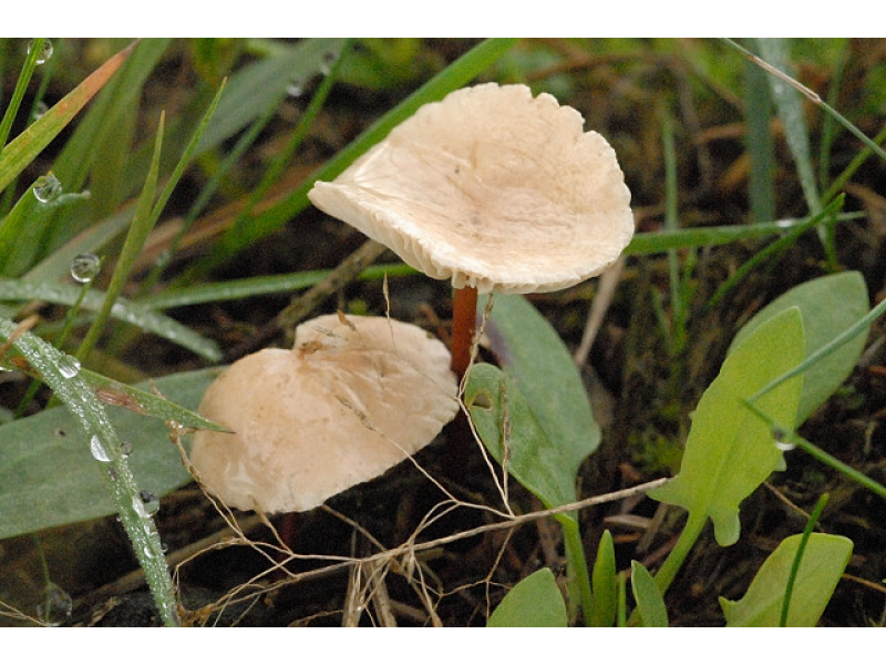 Места распространения чесночника обыкновенного, описание гриба