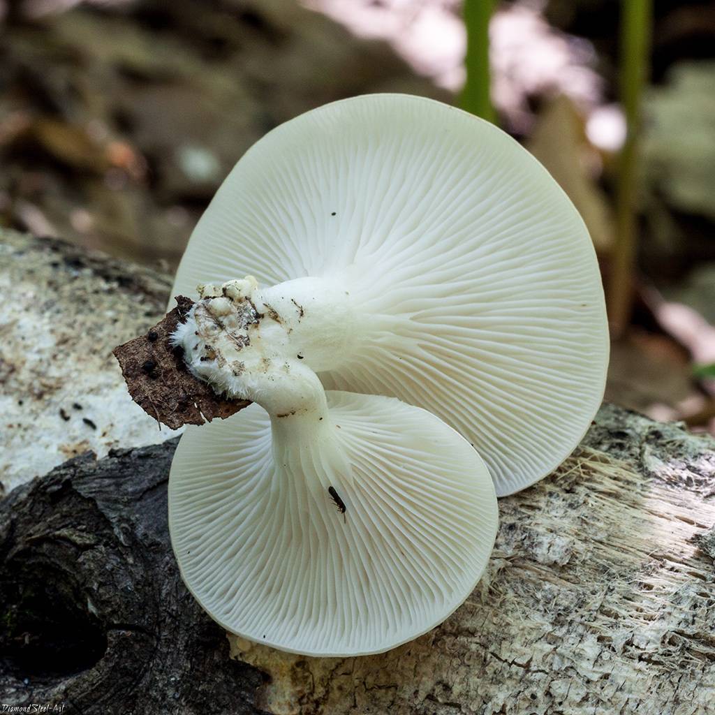 Вешенка легочная: фото и описание гриба — викигриб