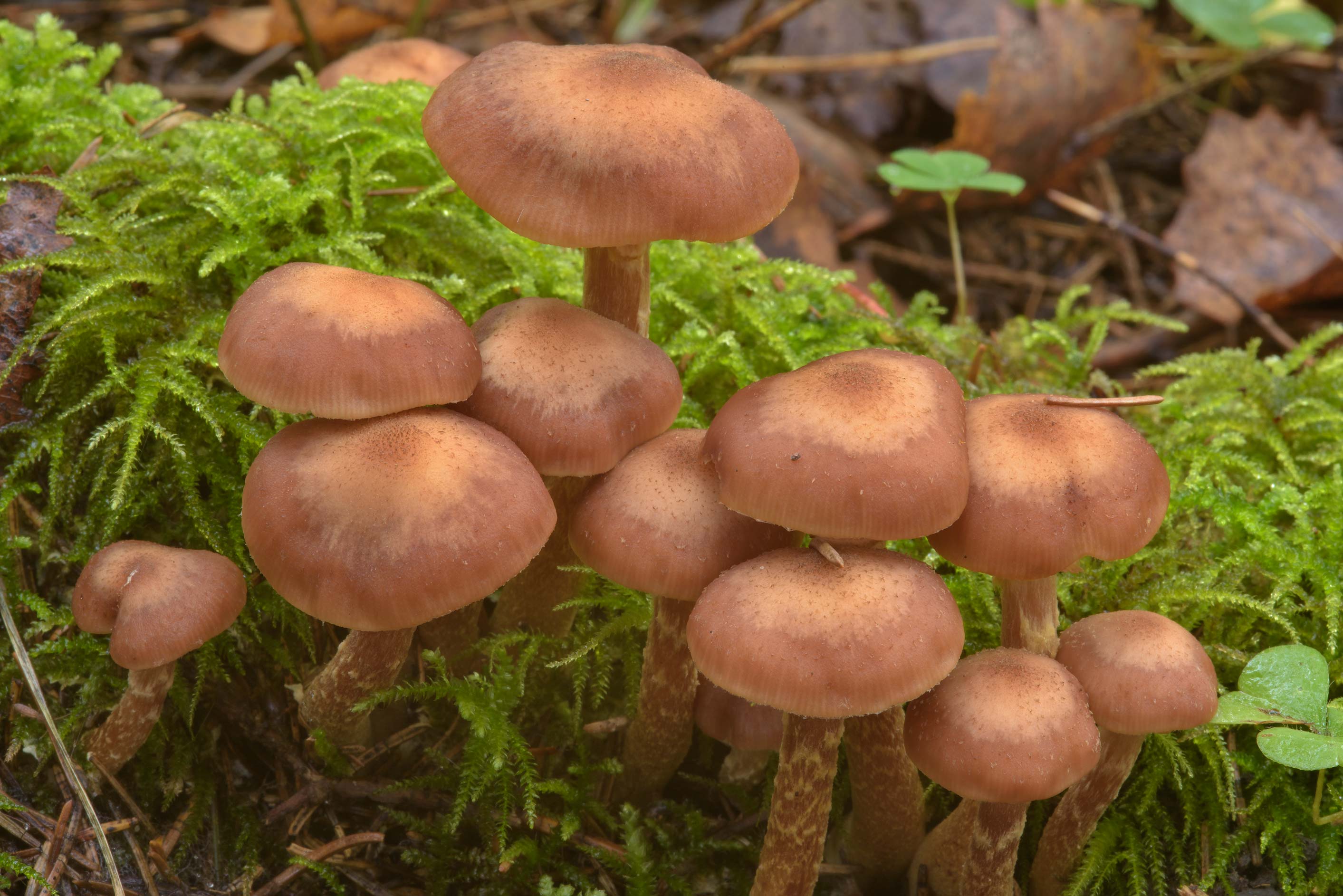 Физалакриевые: съедобные и несъедобные грибы семейства