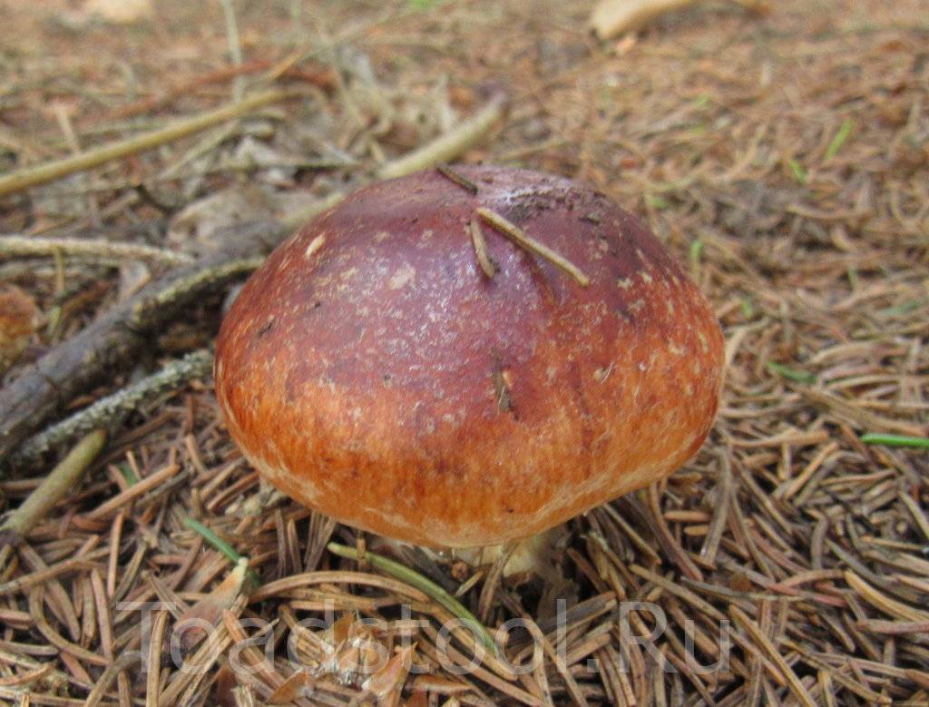 Есть ли грибы в октябре в подмосковье, в каких лесах их собирают