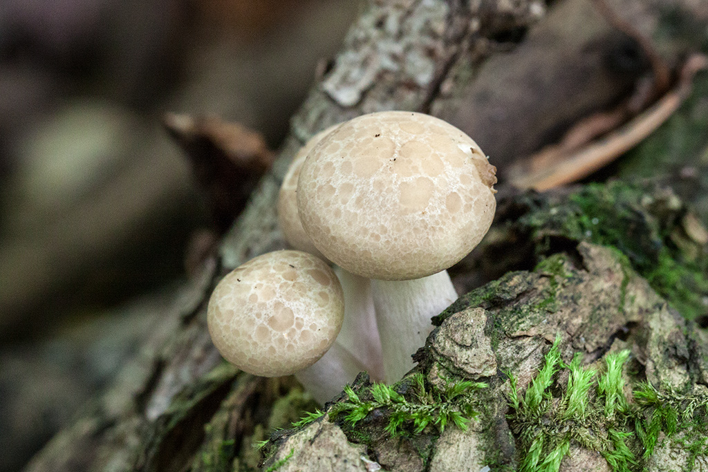 Вёшенка осенняя (panellus serotinus) или вешенка поздняя: фото, описание, сбор в лесу и как готовить этот гриб