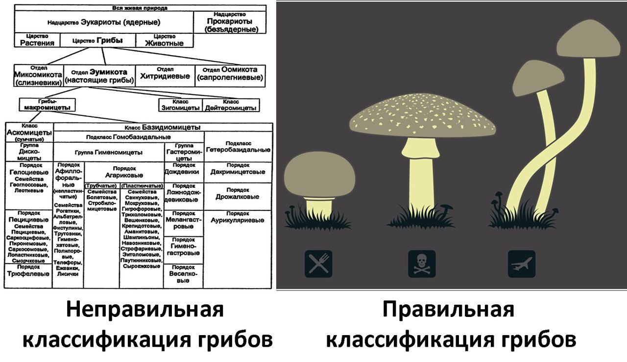 Гименофор – грибы сибири