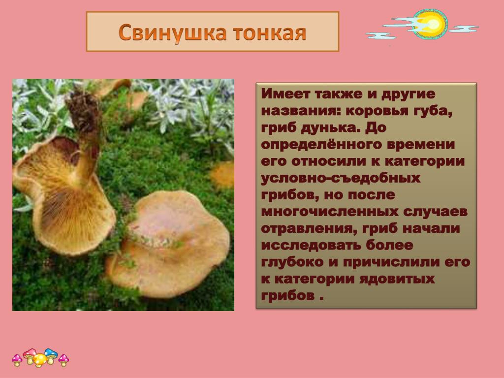 Свинушки – самые спорные грибы русского леса + видео