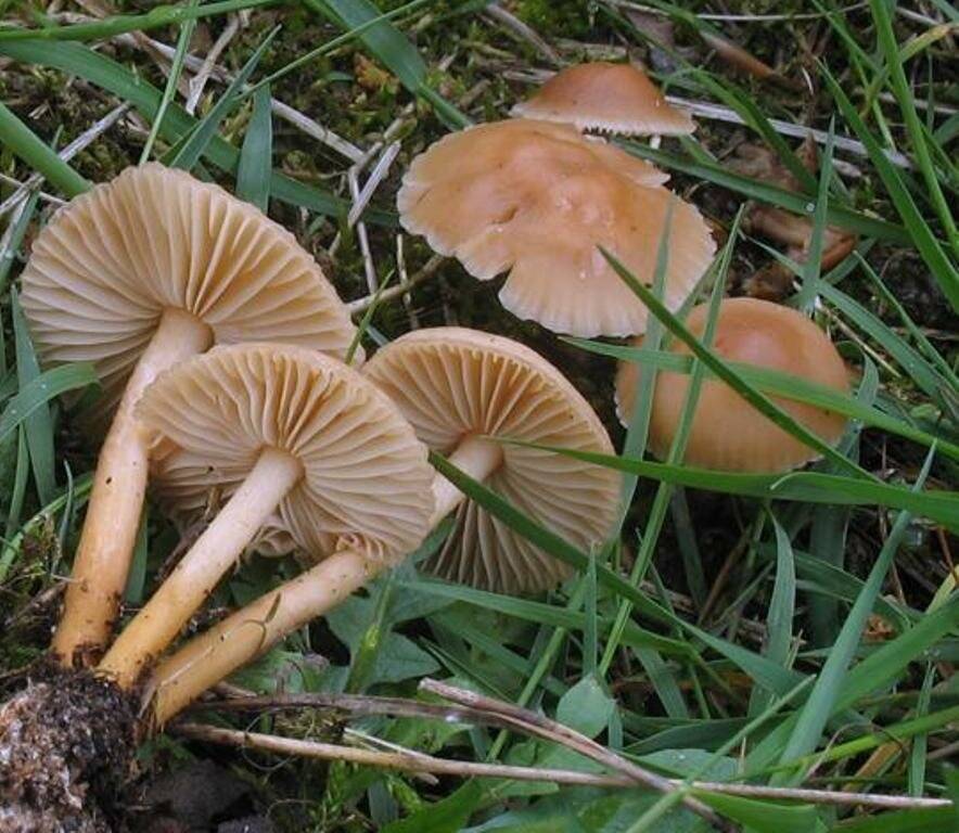 50 фото грибов «луговой опенок», ? названия, описания, как отличить
